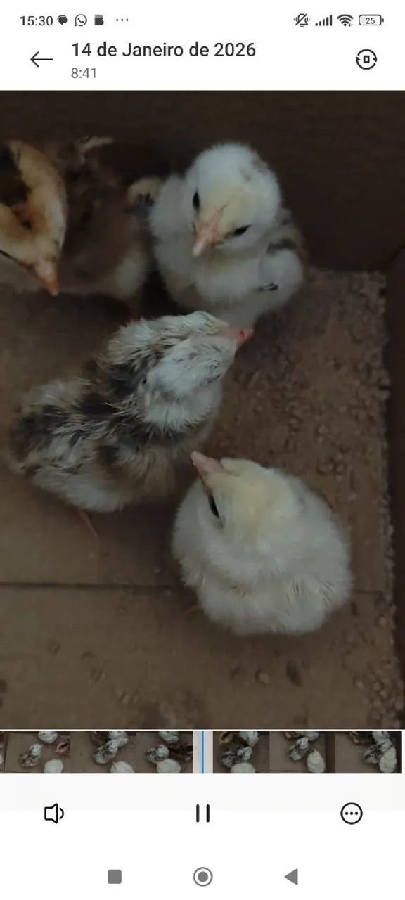 Pintos de índio gigante  - Foto 3