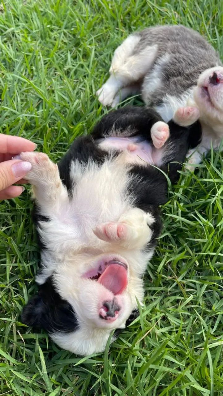 Venda de cachorro - Foto 3