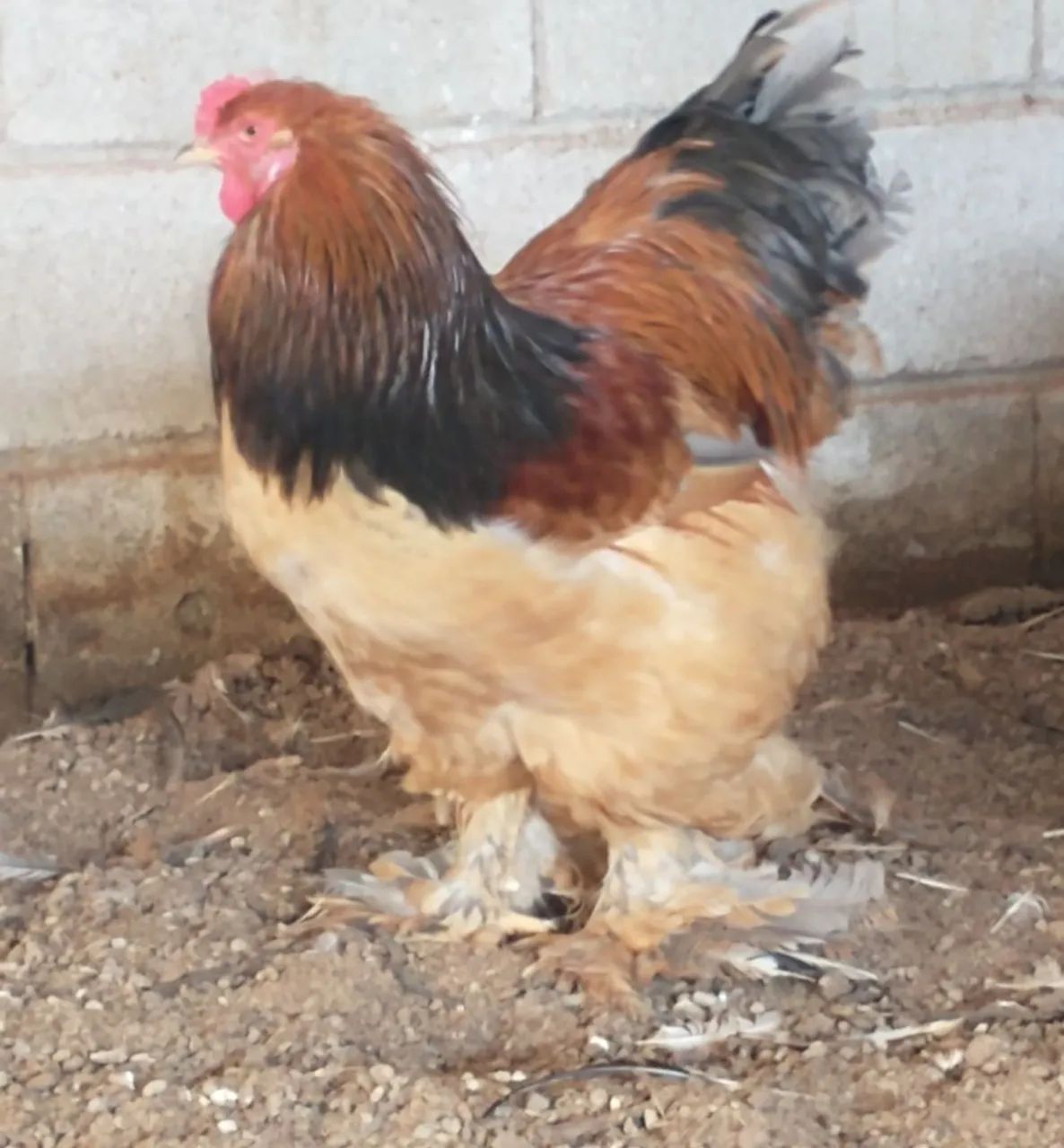Criatório Brahma dos Parente  - Foto 4