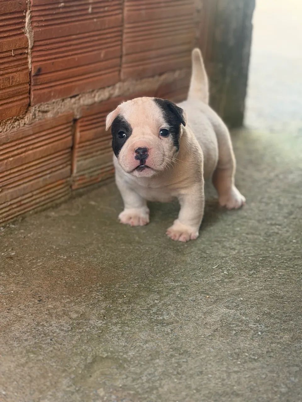 American bully - Foto 3