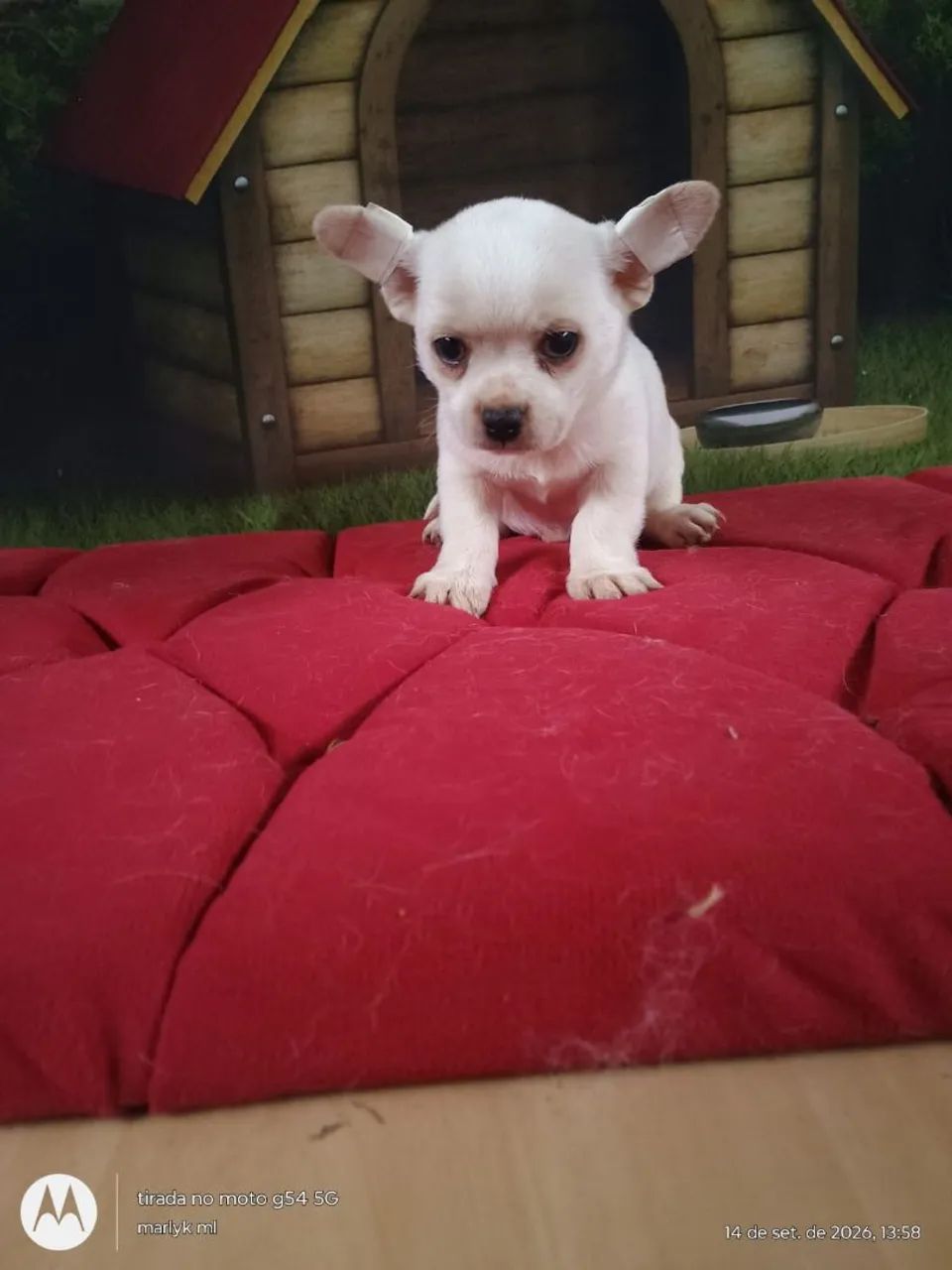 Chihuahua macho 