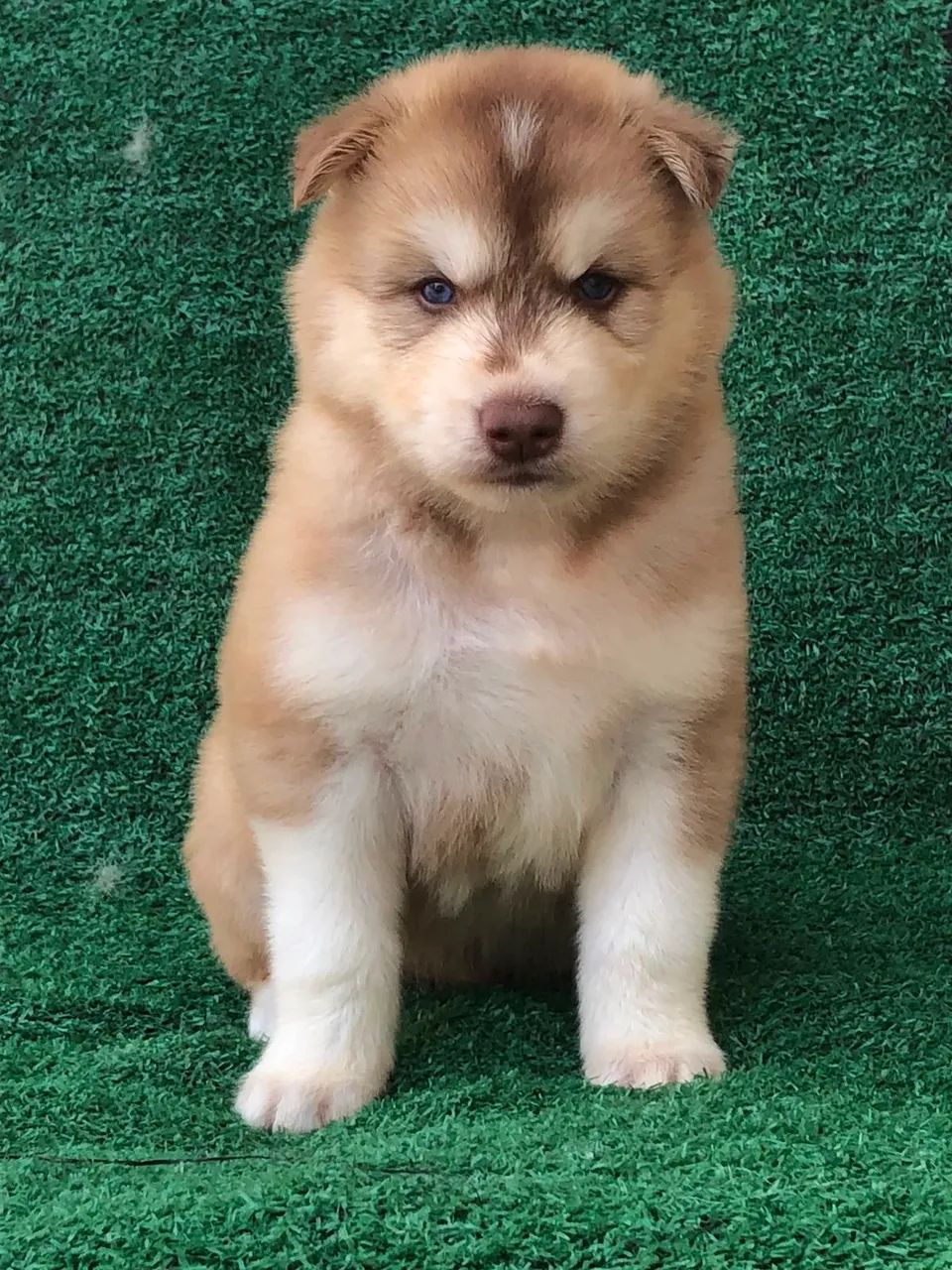 Husky macho Wooly  - Foto 3