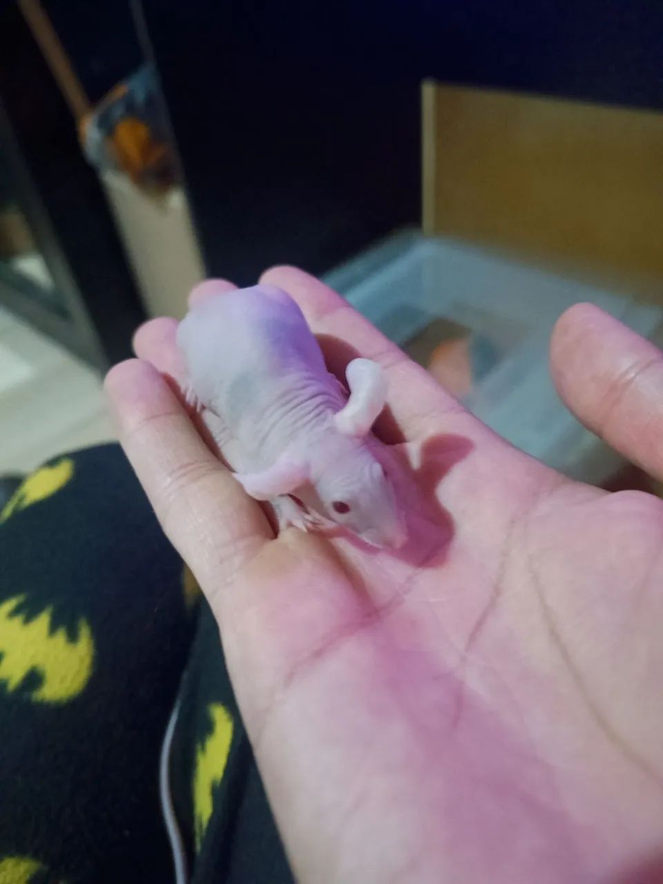 Camundongos hairless PROMOÇÃO  - Foto 3