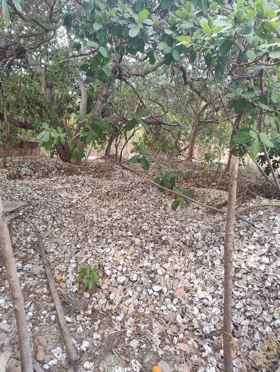 Cascalho de ostras  - Foto 3