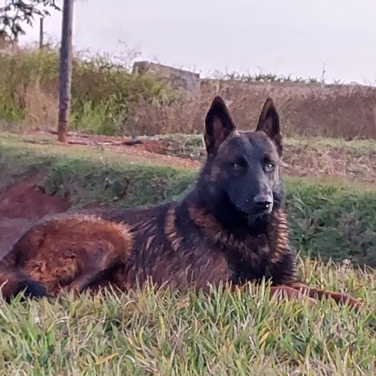 Pastor Belga de Malinois  - Foto 5