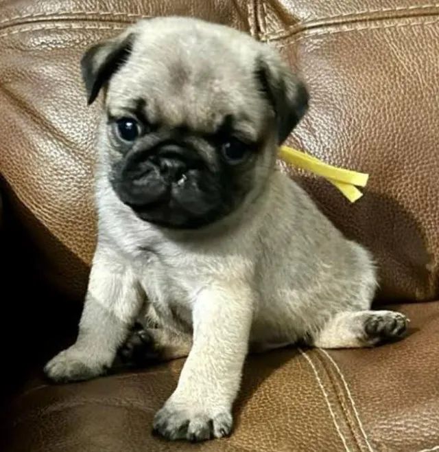 Pug Filhotes Super Saudáveis. 
