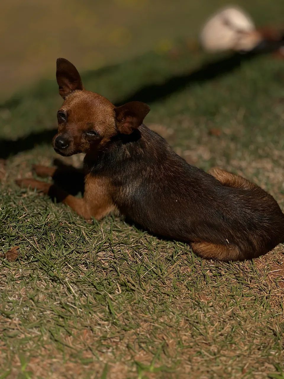 Cachorro pinscher 02 - Foto 4