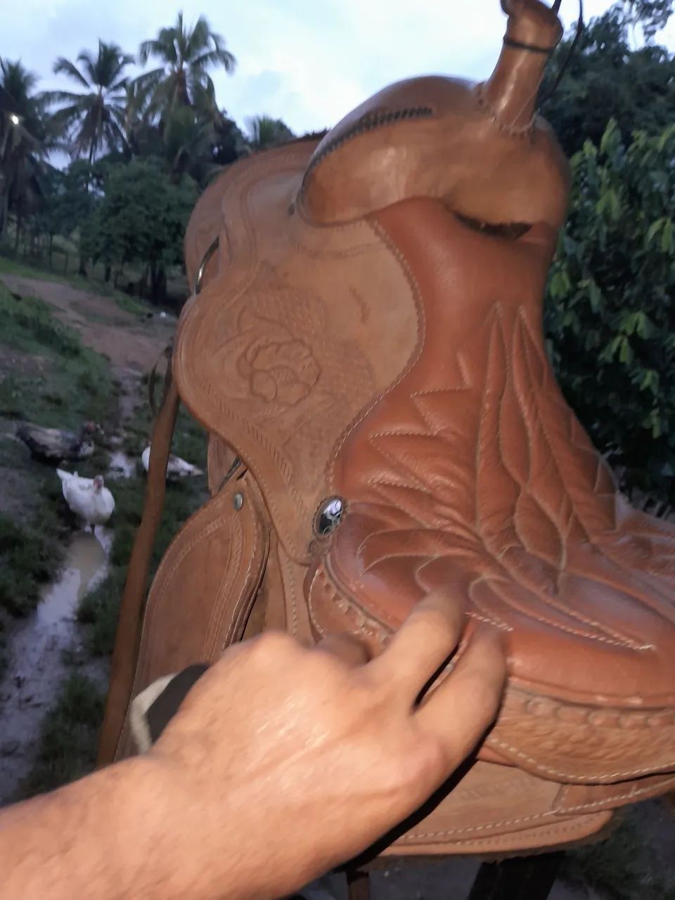 Cela semi nova *  - Foto 2