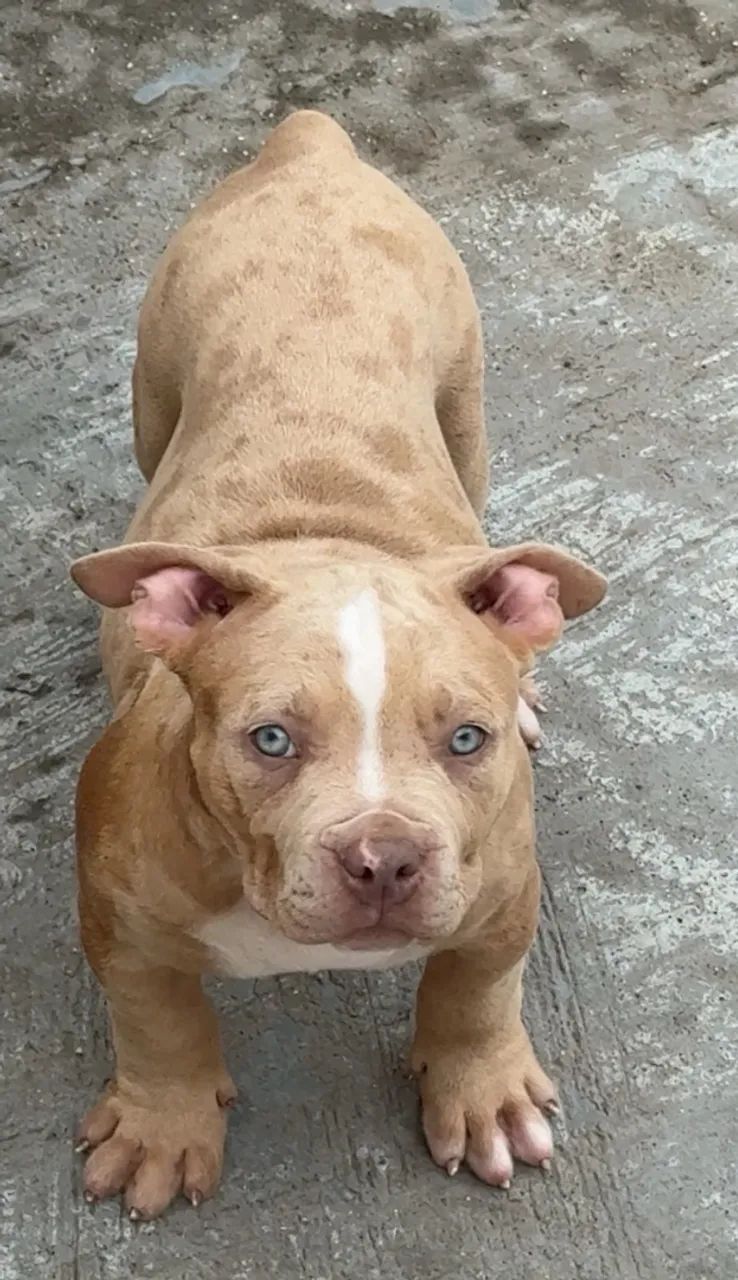 PIT MONSTER MACHO  - Foto 2