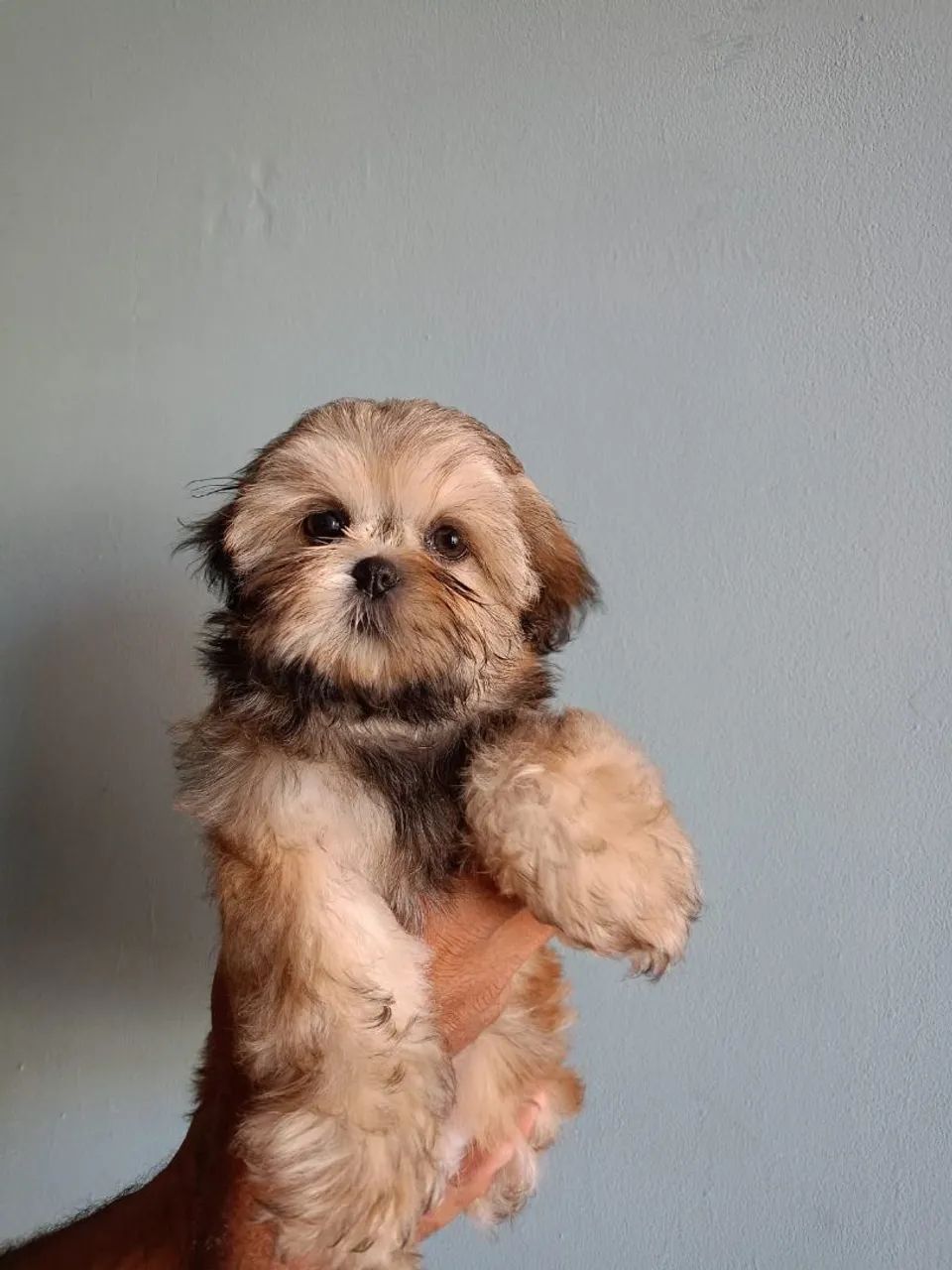 Filhotes Shih Tzu 