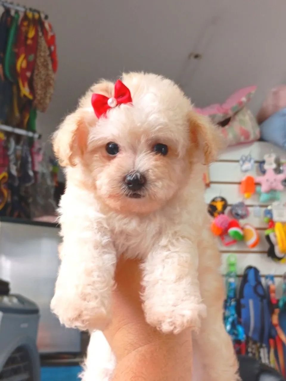 Poodle  Toy