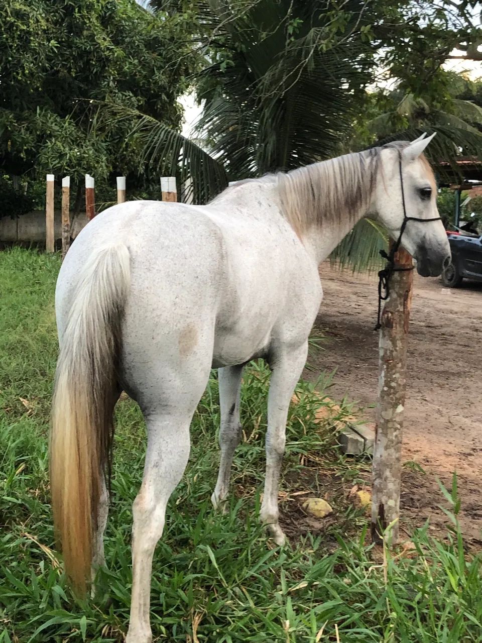 Vendo ou troco Égua quarto de milha  - Foto 2