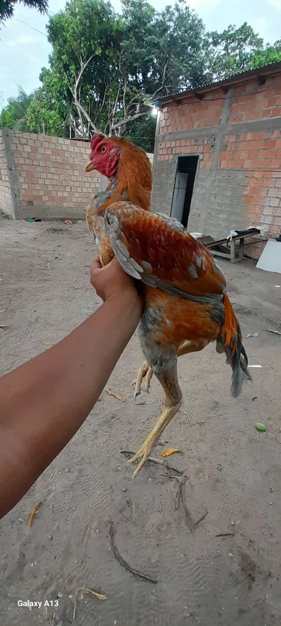 Galo carioca  - Foto 3