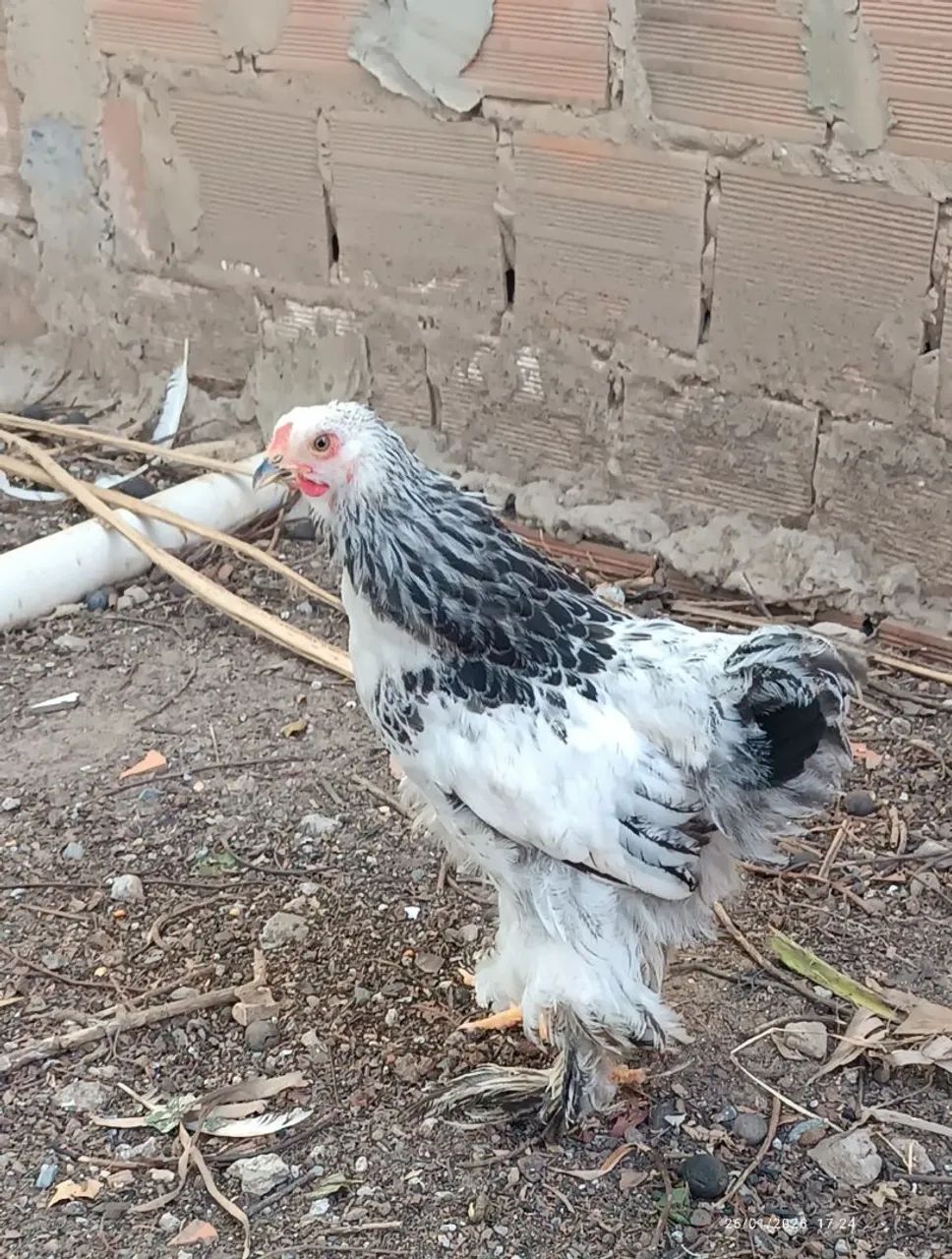 Frangos brahma(macho)