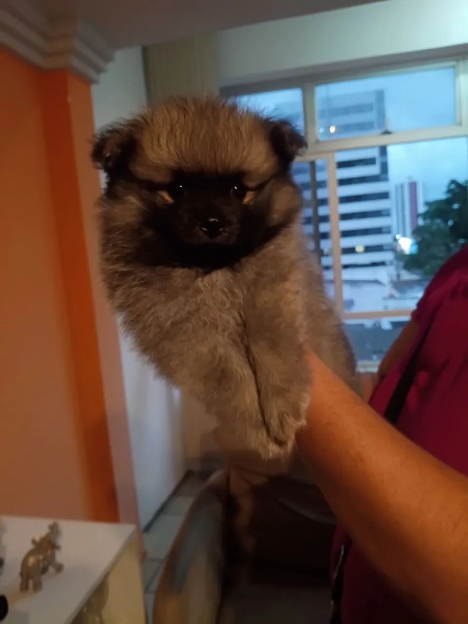 Spitz alemão lulu da Pomerânia  - Foto 4