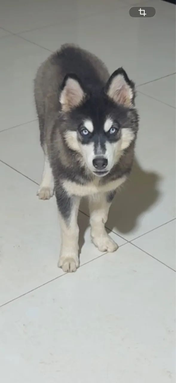 Husky siberiano - Foto 5