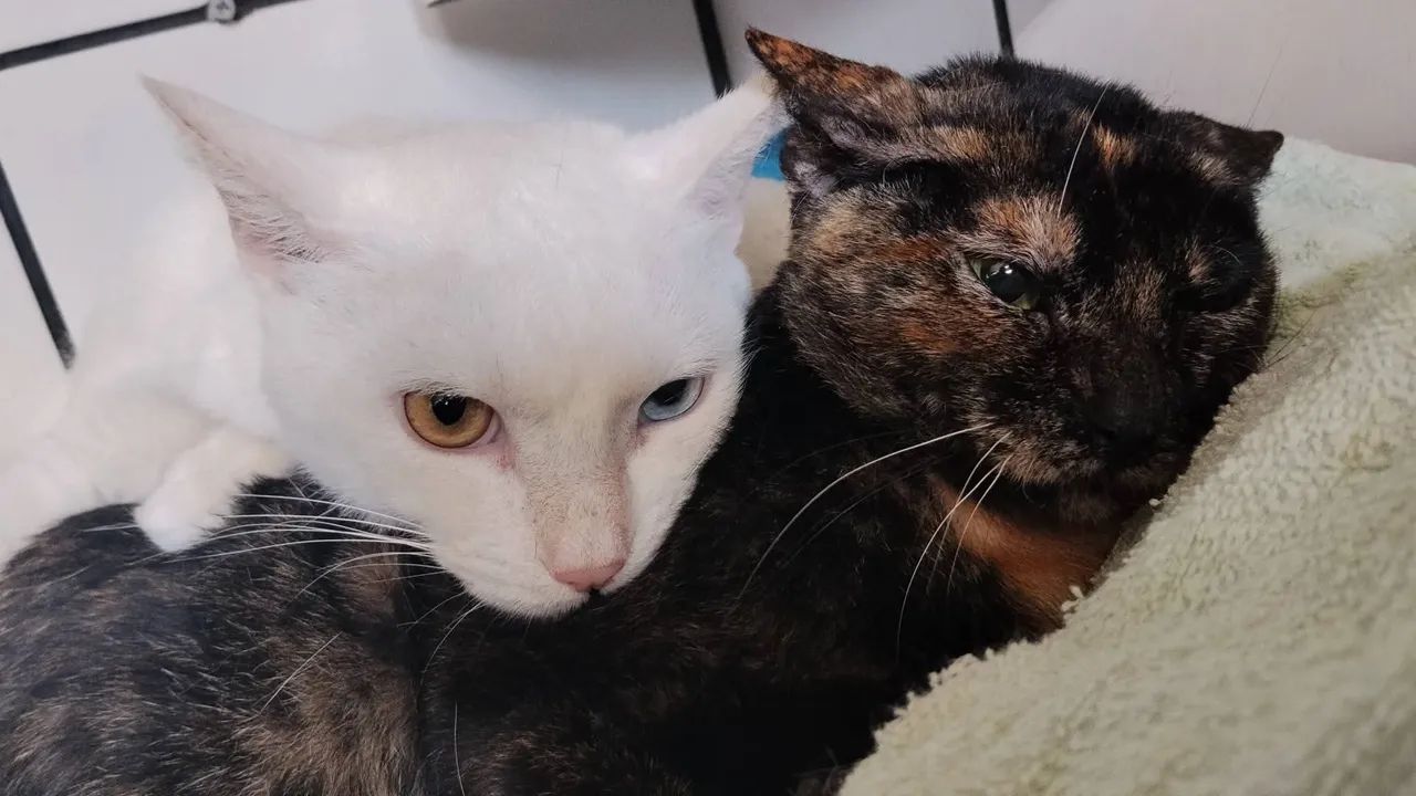Gato doação conjunta - Foto 2