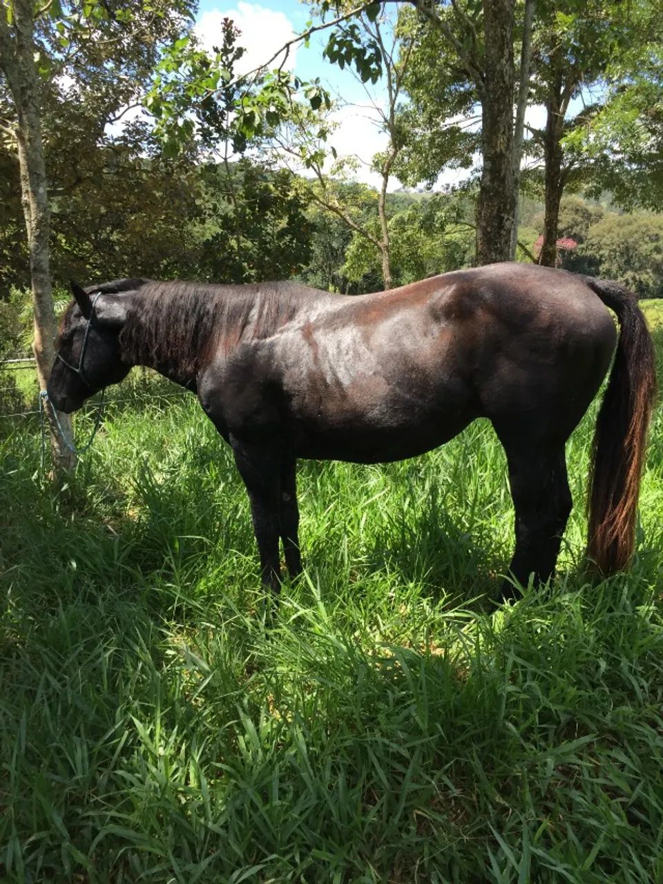 Cavalo 