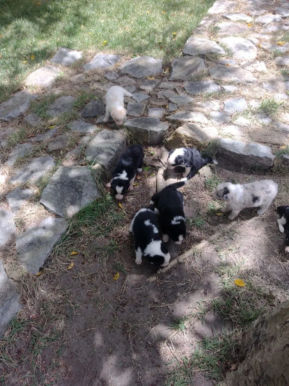 FILHOTES DE BORDER COLLIE - Foto 2