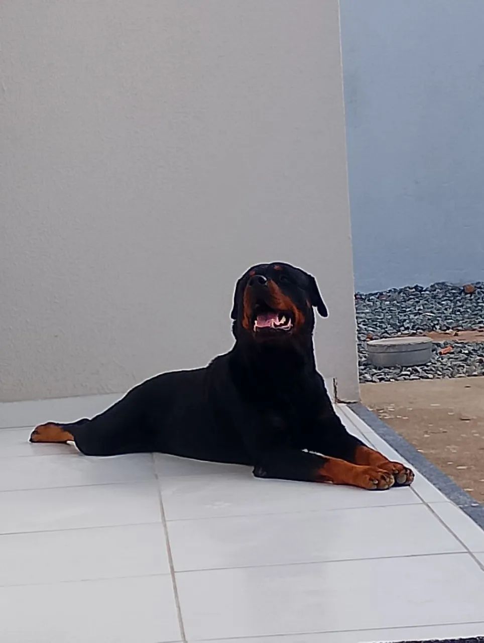 Rottweiler Max  - Foto 3