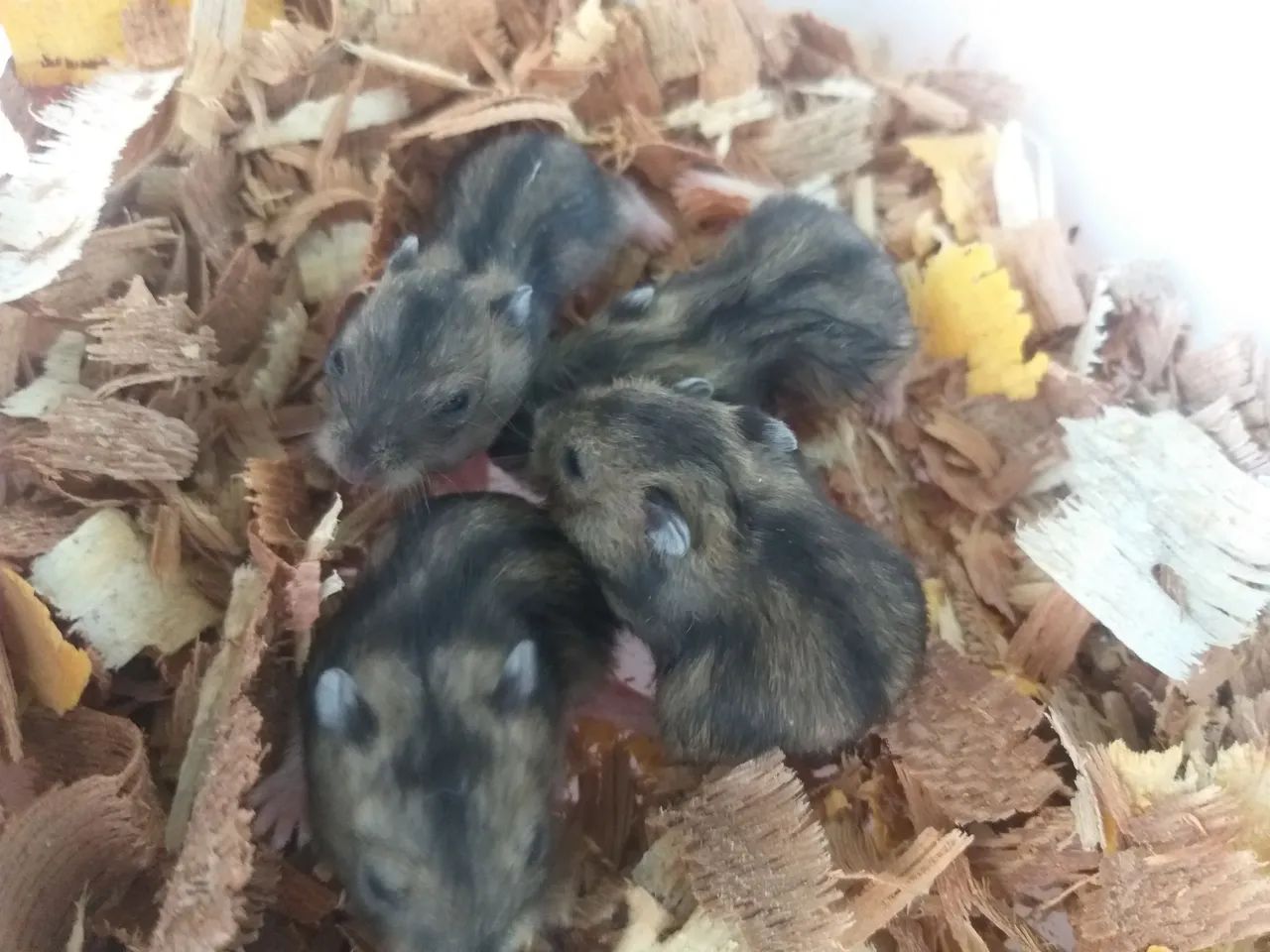 Hamster anão russo  - Foto 2
