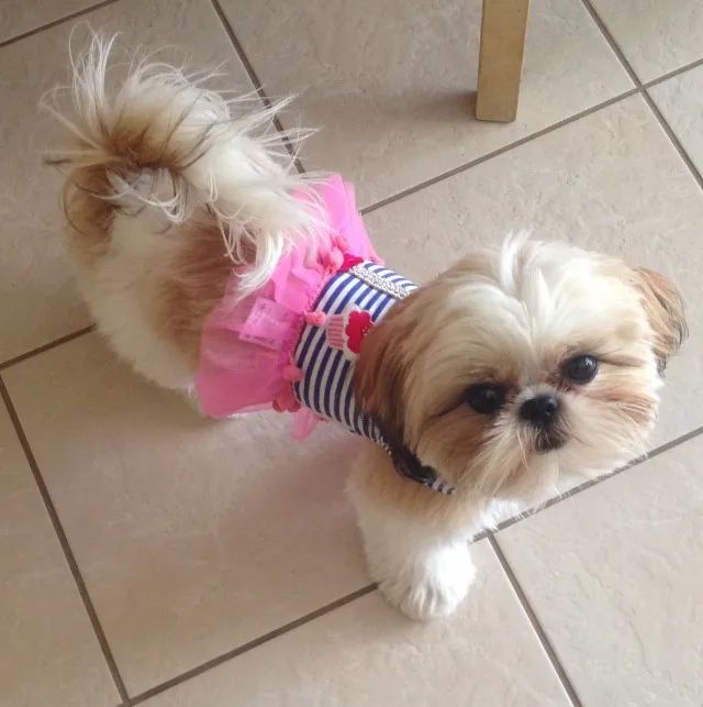 FILHOTES DISPONÍVEIS - SHIH-TZU MICRO - Foto 5