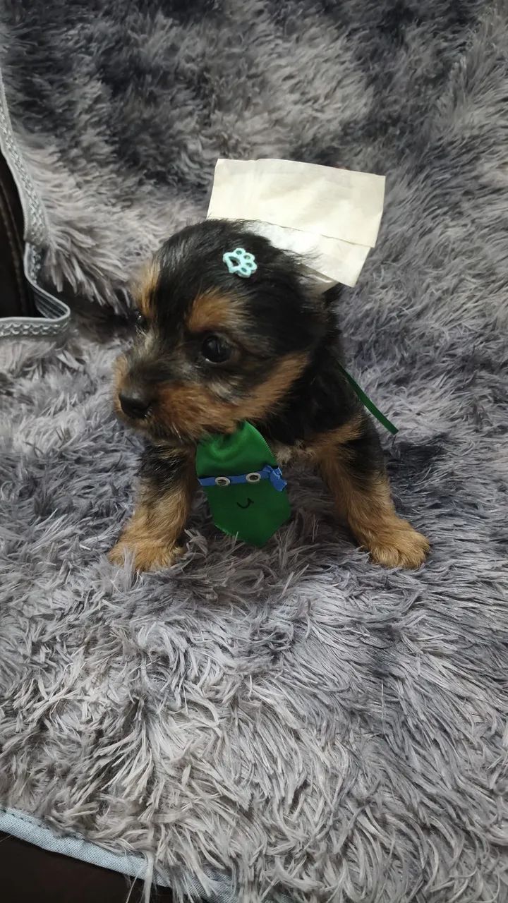 VD filhotes de Yorkshire macho e fêmeas cm vacina p entrega