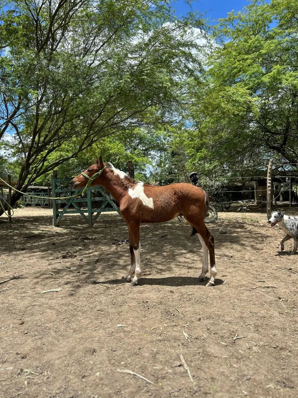 POTRO PAMPA REGISTRADO  - Foto 3