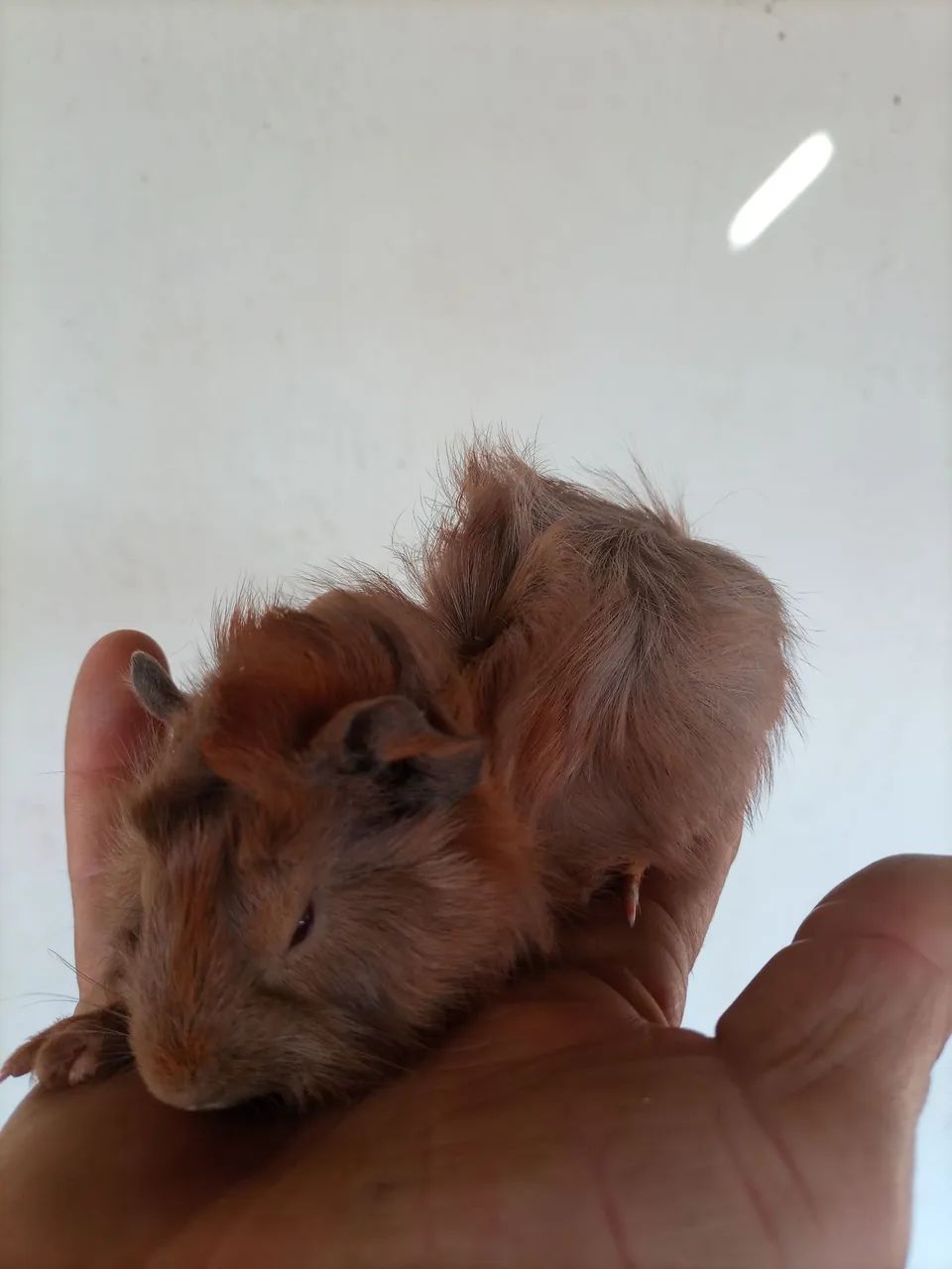 Porquinho da índia  - Foto 2