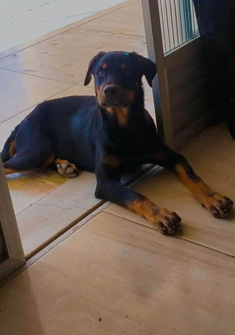 Rottweiler 