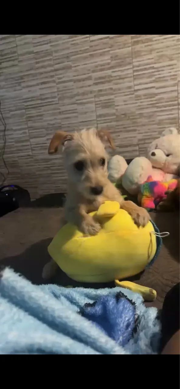 Doação de cachorrinho