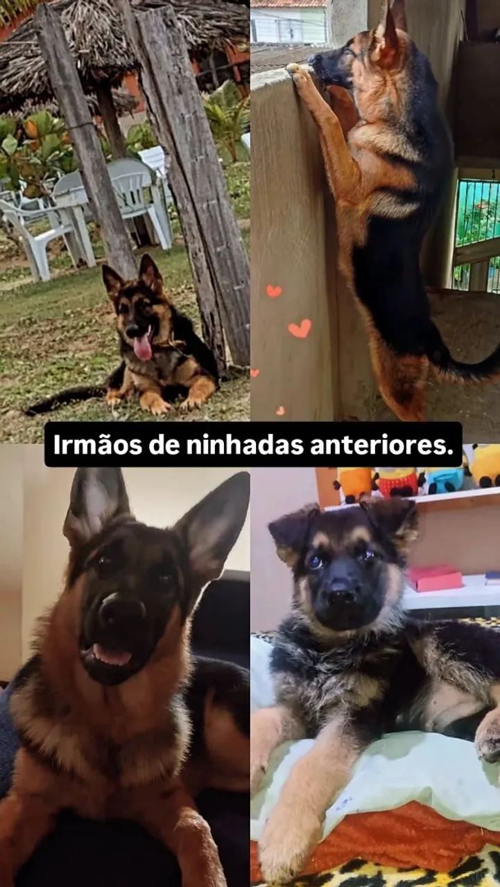 Filhotes de Pastor Alemão  - Foto 5