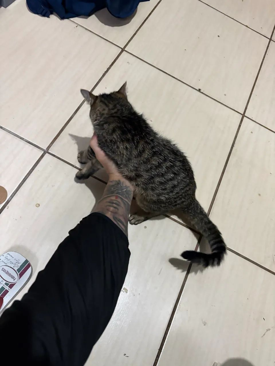 Gata para doação  - Foto 2