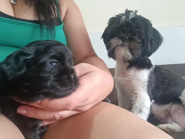Filhotes de Shitzu  - Foto 3