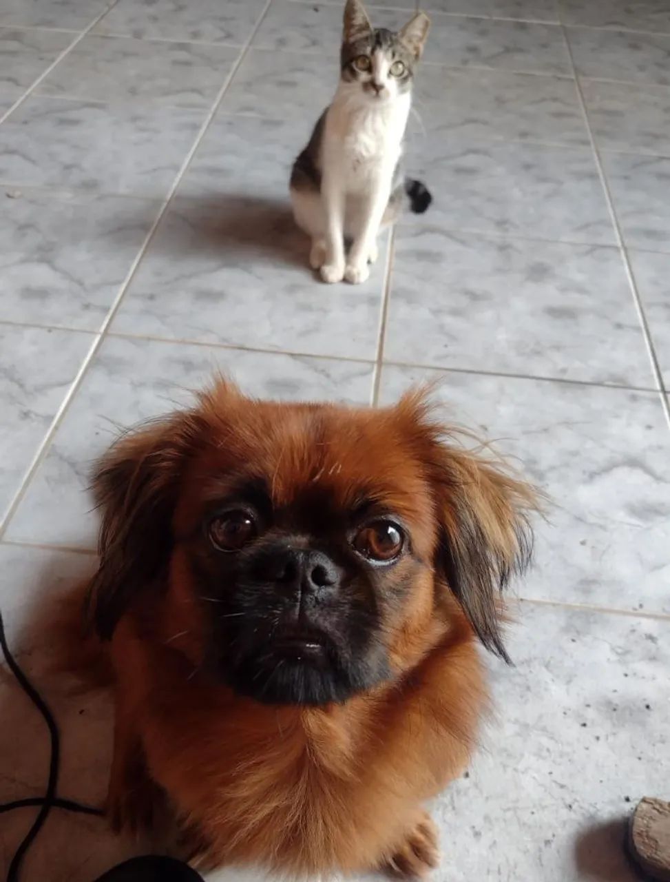Procura se namorada