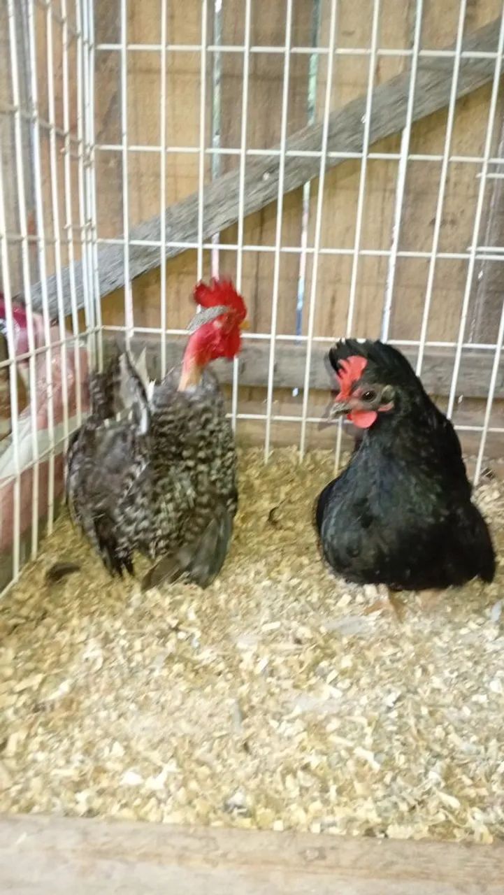 Lindo casal - Foto 6