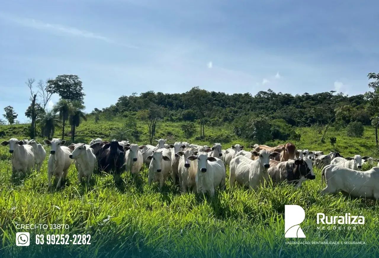 RIO SONO | 10 DIVISÕES DE PASTO | PRONTA PARA PECUÁRIA - Foto 5