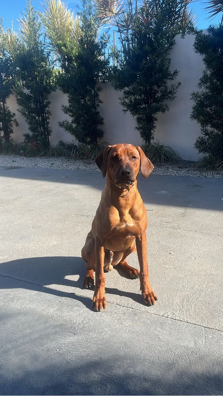 Cachorro Rhodesian ridgeback  - Foto 4