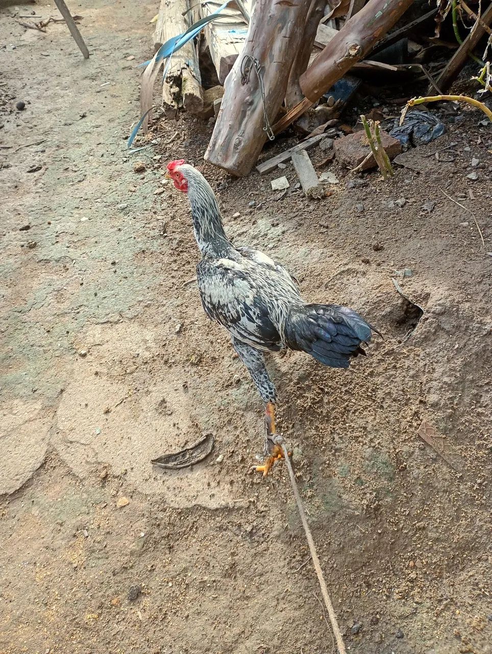 Vende-se 2 frango caipira - Foto 3
