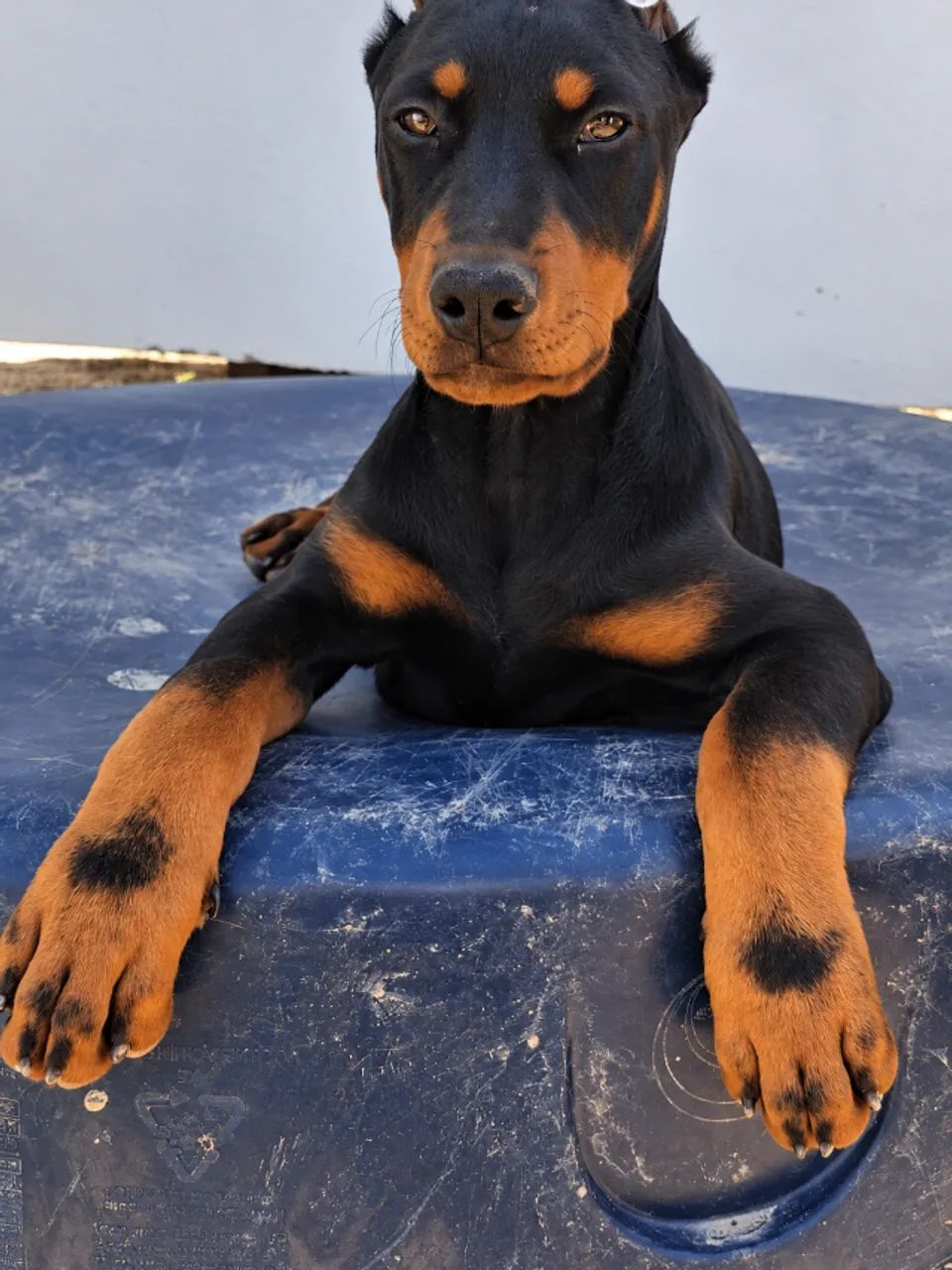Filhotes Doberman - Foto 2