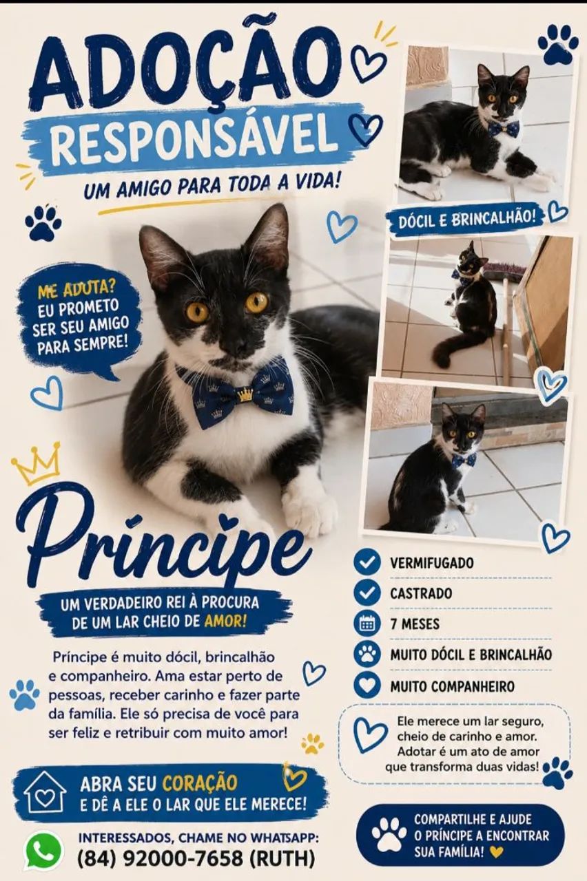 Gatinhos para adoção responsável  - Foto 4