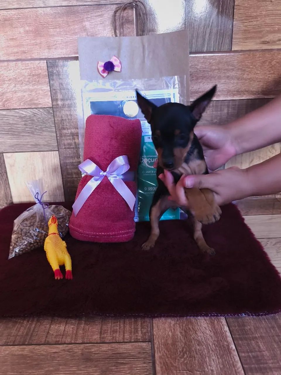 Pinscher miniatura  - Foto 4