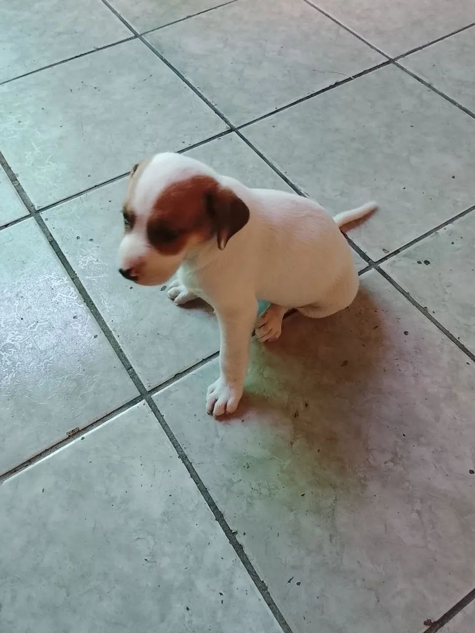 Cachorro Pastor Alemão Mestiço  - Foto 5