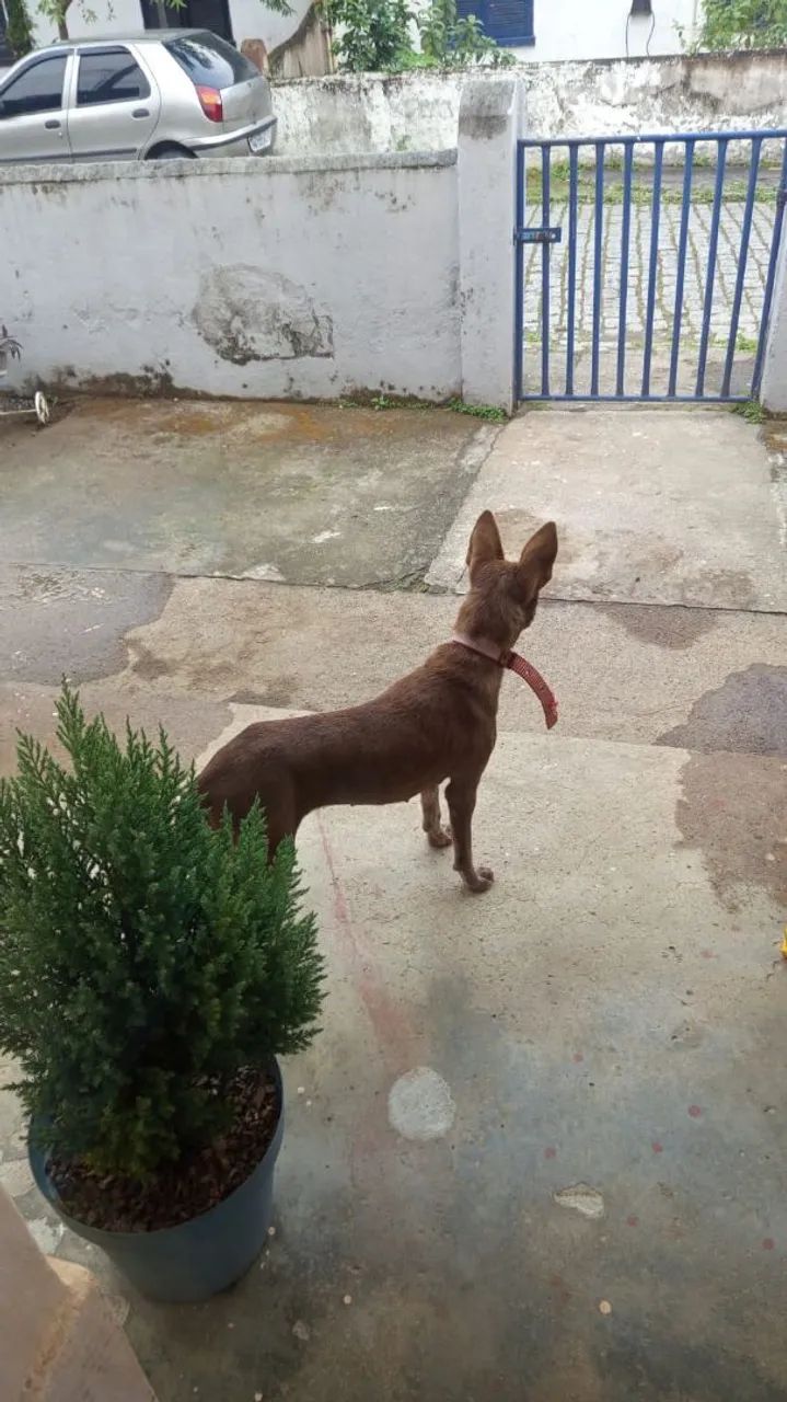 Doação - Cadela castrada. - Foto 3