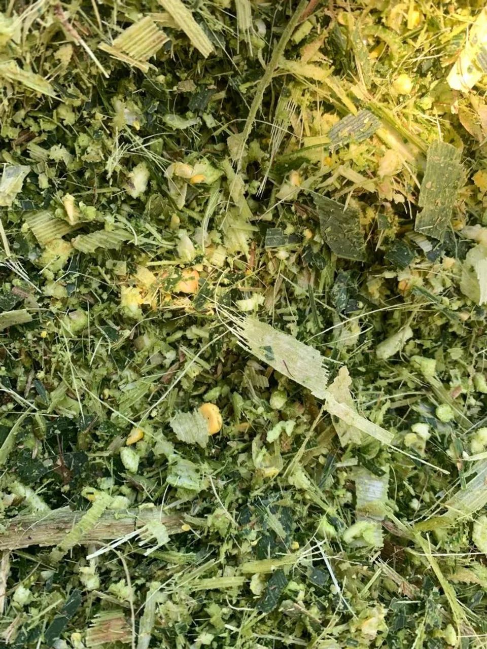 Silagem de milho  - Foto 3