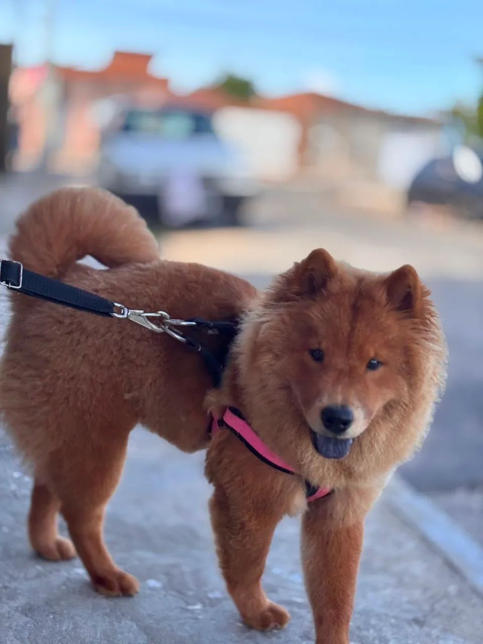 Vendo chow chow  - Foto 2