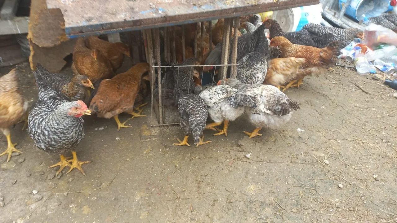 Franga  - Foto 2
