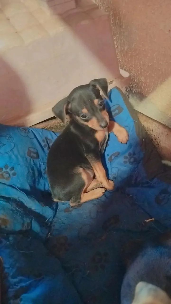 Pinscher filhotes - Foto 4