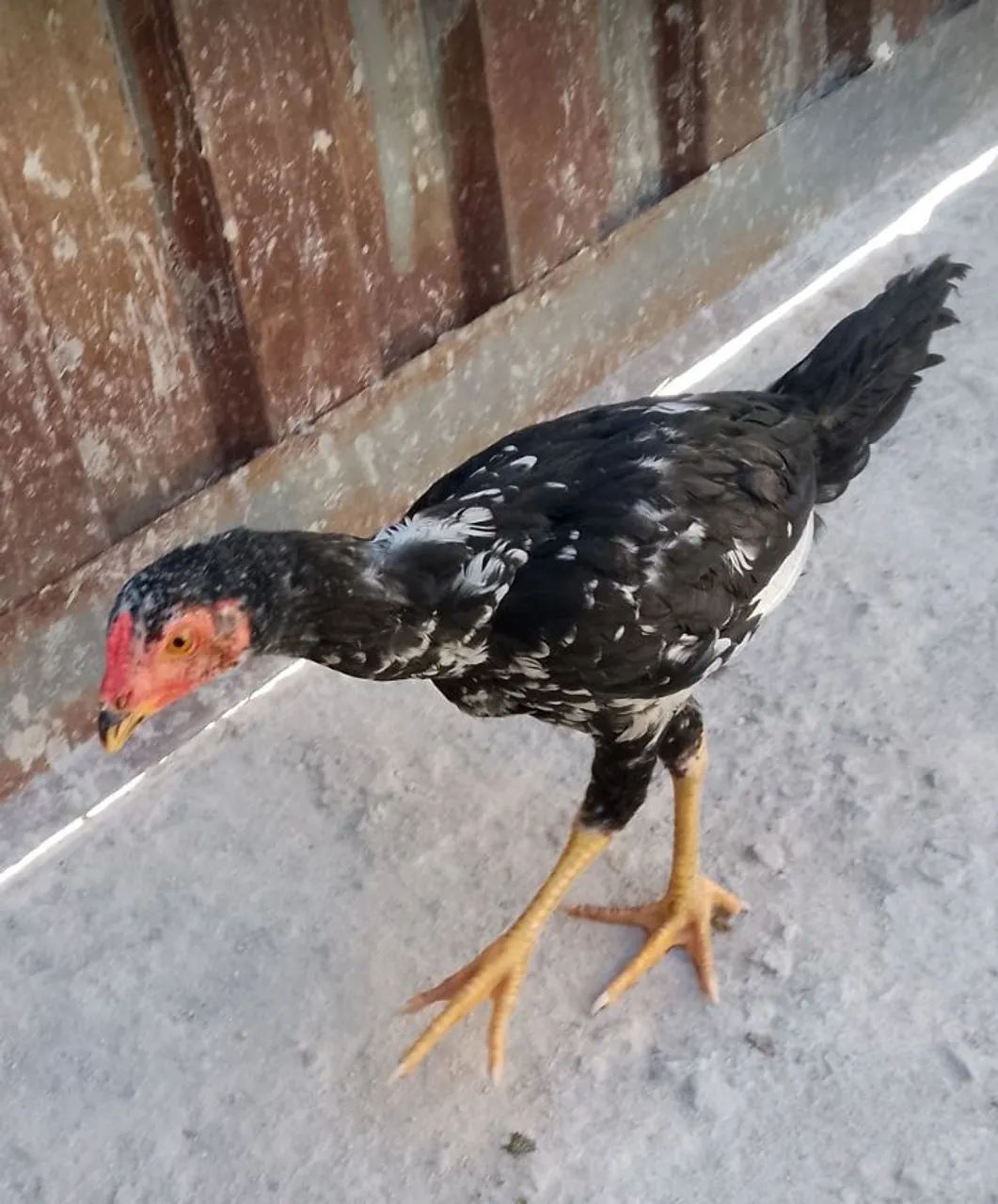 FRANGO ÍNDIO PURO - Foto 5