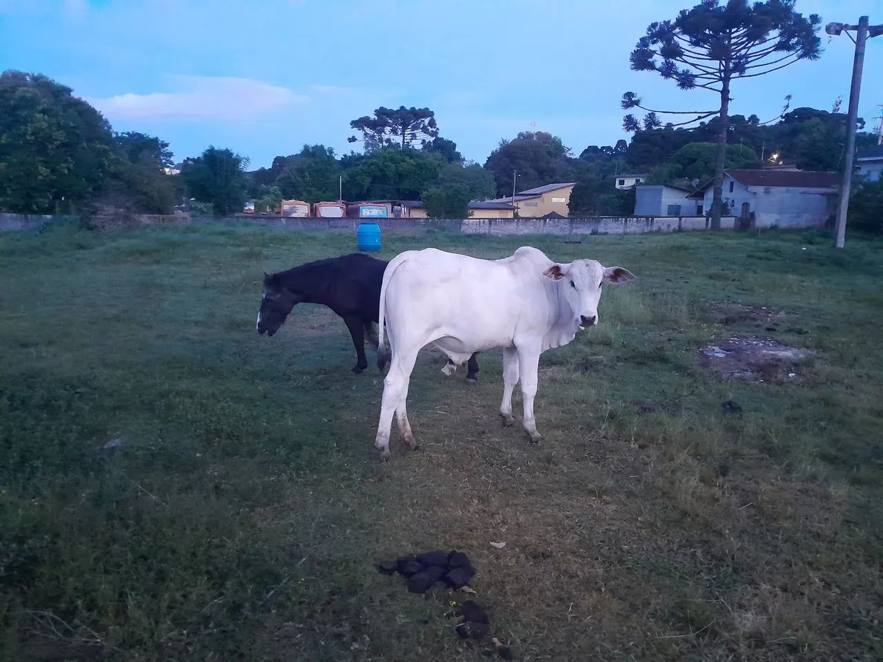 Tourinho Nelore  - Foto 2